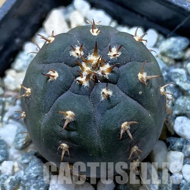 SH20829 Gymnocalycium spegazzinii v. unguispinum SL 443, seedling