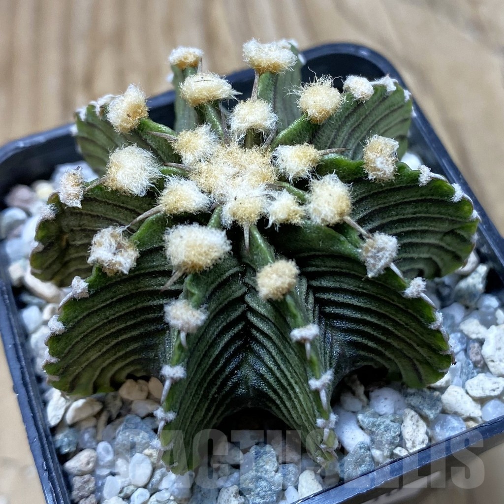 SH20830 Gymnocalycium friedrichii LB2178