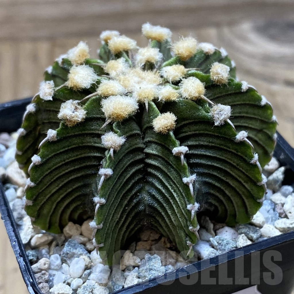 SH20830 Gymnocalycium friedrichii LB2178 – Bild 2