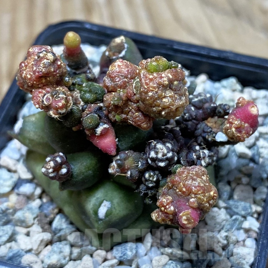 SH20831 Gymnocalycium mihanovichii ‘Transformer’