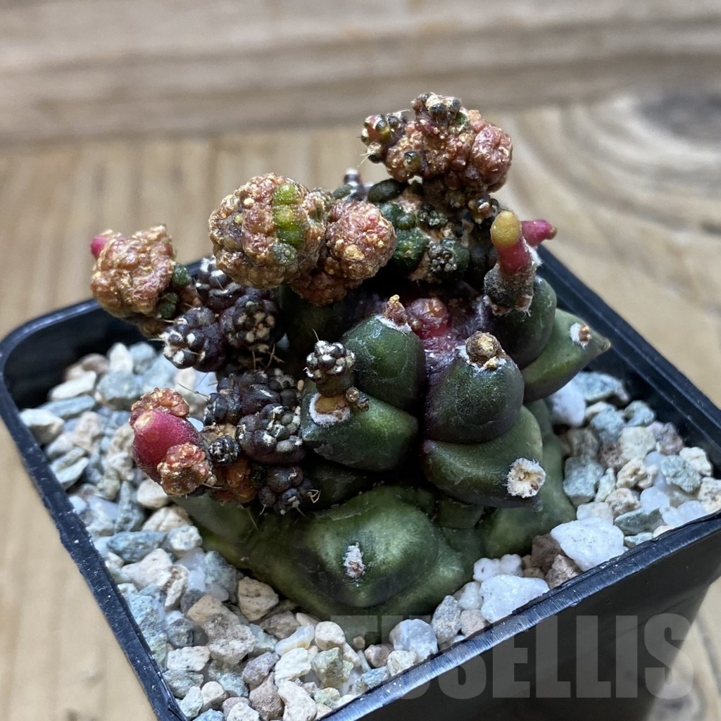 SH20831 Gymnocalycium mihanovichii ‘Transformer’ - Image 2