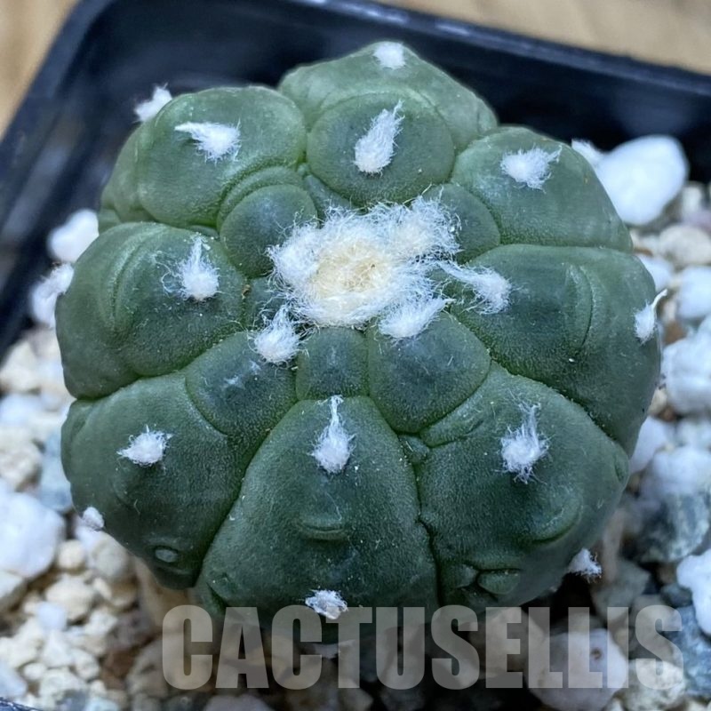 SH20840 Astrophytum asterias ‘Kikko Lizard Skin’