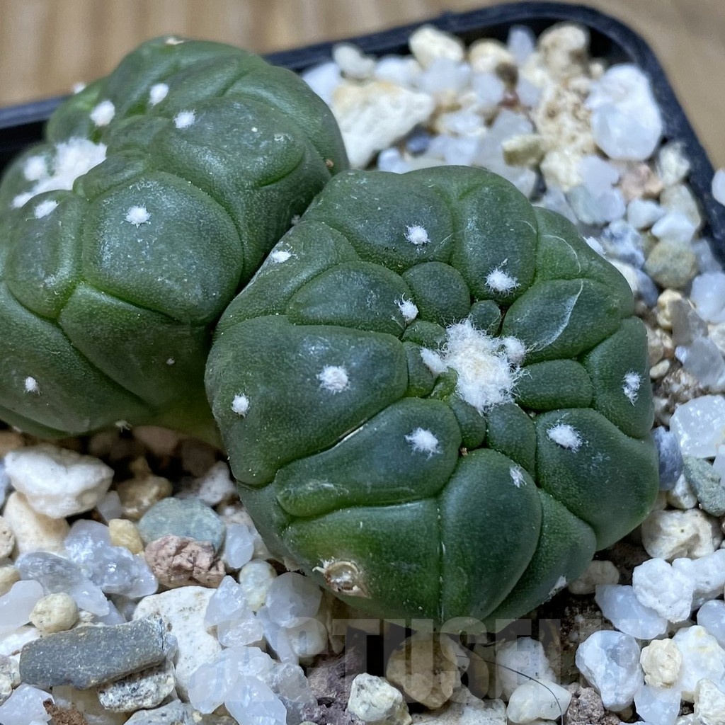 SH20841 Astrophytum asterias ‘Kikko Lizard Skin’