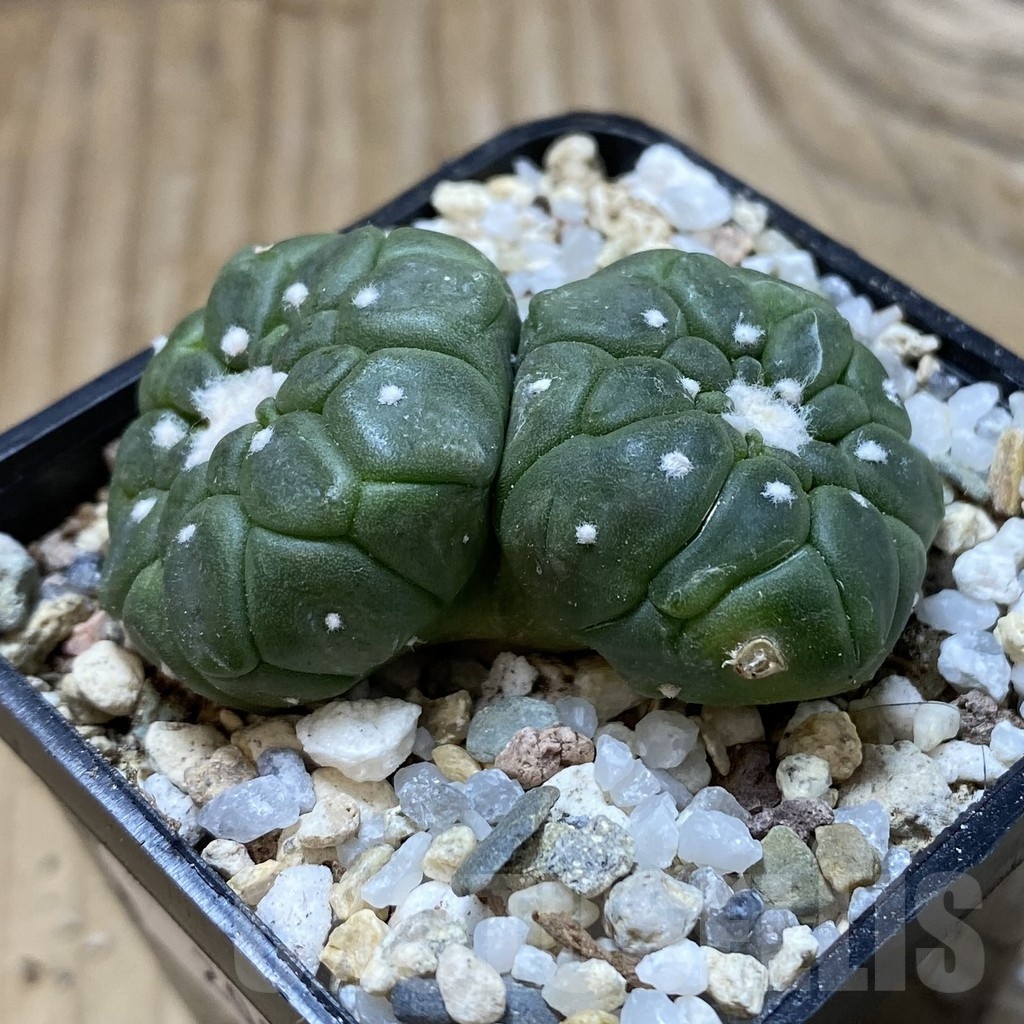 SH20841 Astrophytum asterias ‘Kikko Lizard Skin’ - Image 2