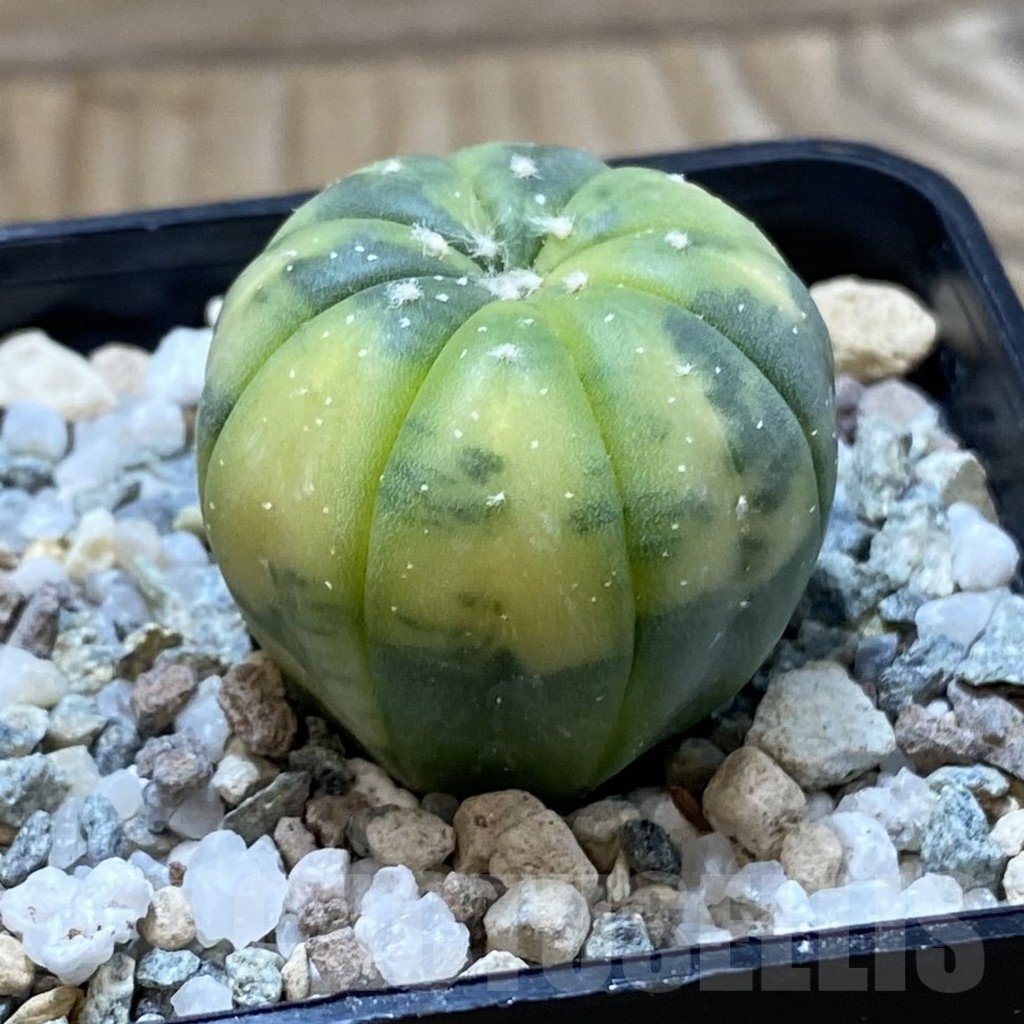 SH20842 Astrophytum asterias f. variegata - Imagen 2