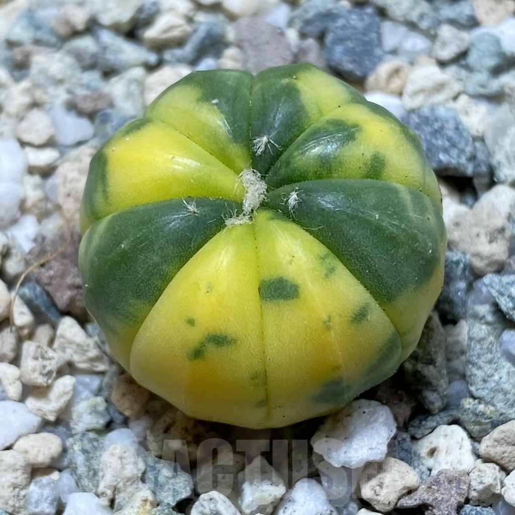 SH20843 Astrophytum asterias f. variegata