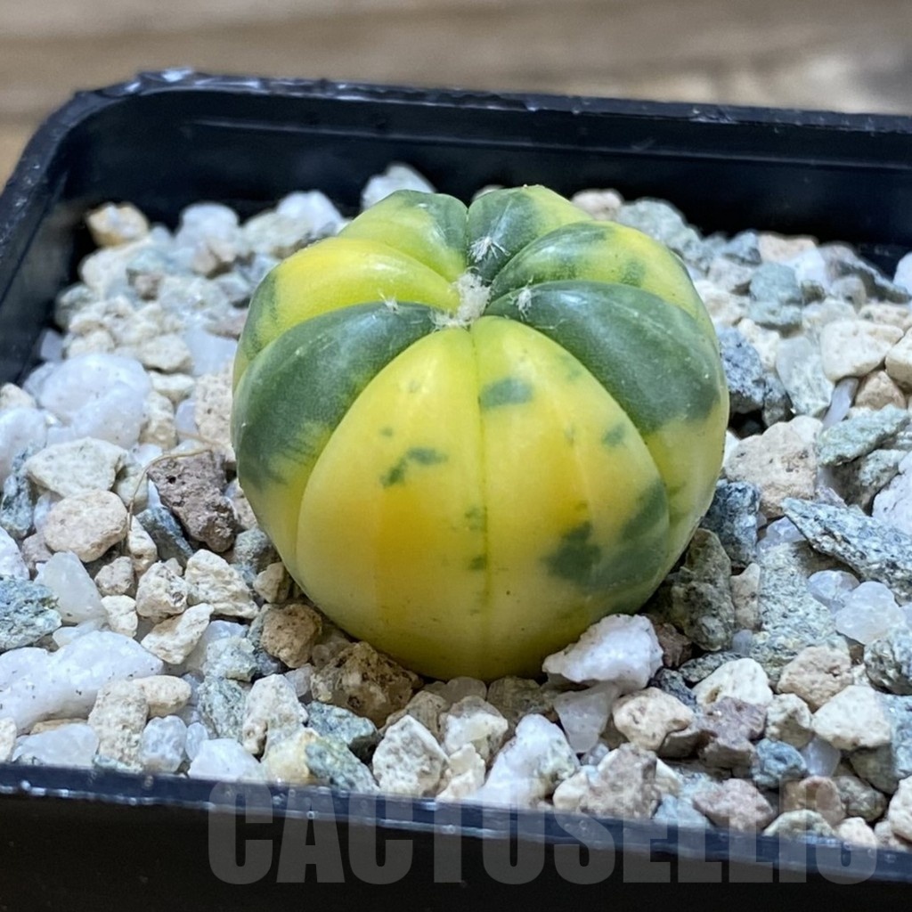 SH20843 Astrophytum asterias f. variegata - Image 2