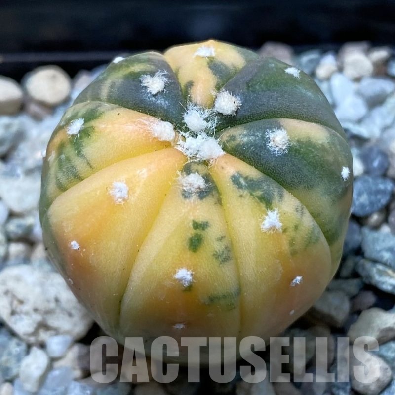 SH20844 Astrophytum asterias ‘Red Purple Skin’ f. variegata