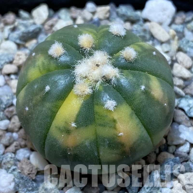 SH20845 Astrophytum asterias ‘Ooibo’ f. variegata