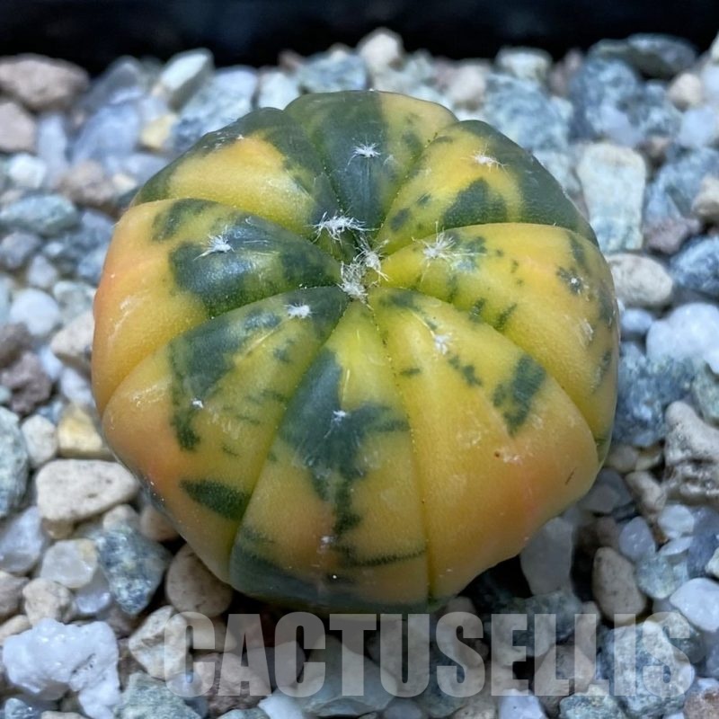 SH20846 Astrophytum asterias ‘Red Purple Skin’ f. variegata