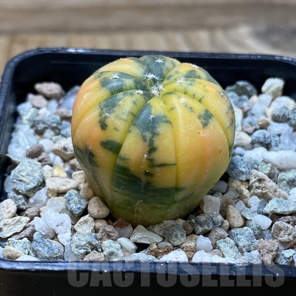 SH20846 Astrophytum asterias ‘Red Purple Skin’ f. variegata - Imagen 2