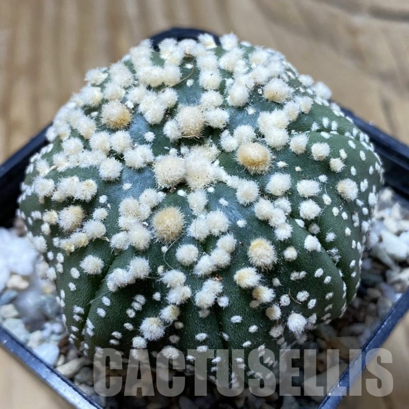 SH20847 Astrophytum asterias ‘Hanazono’