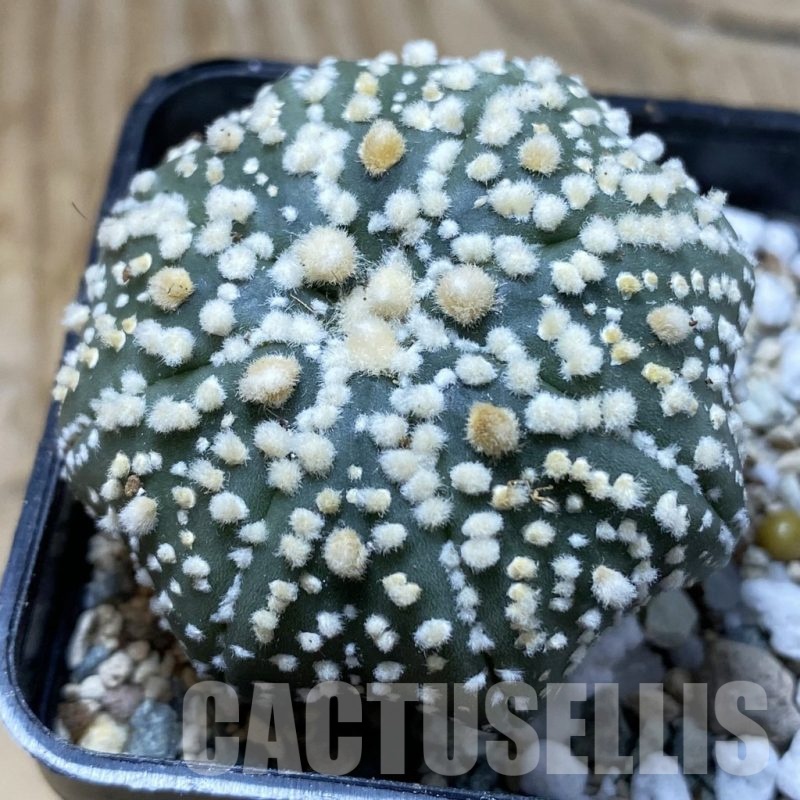 SH20848 Astrophytum asterias ‘Hanazono’