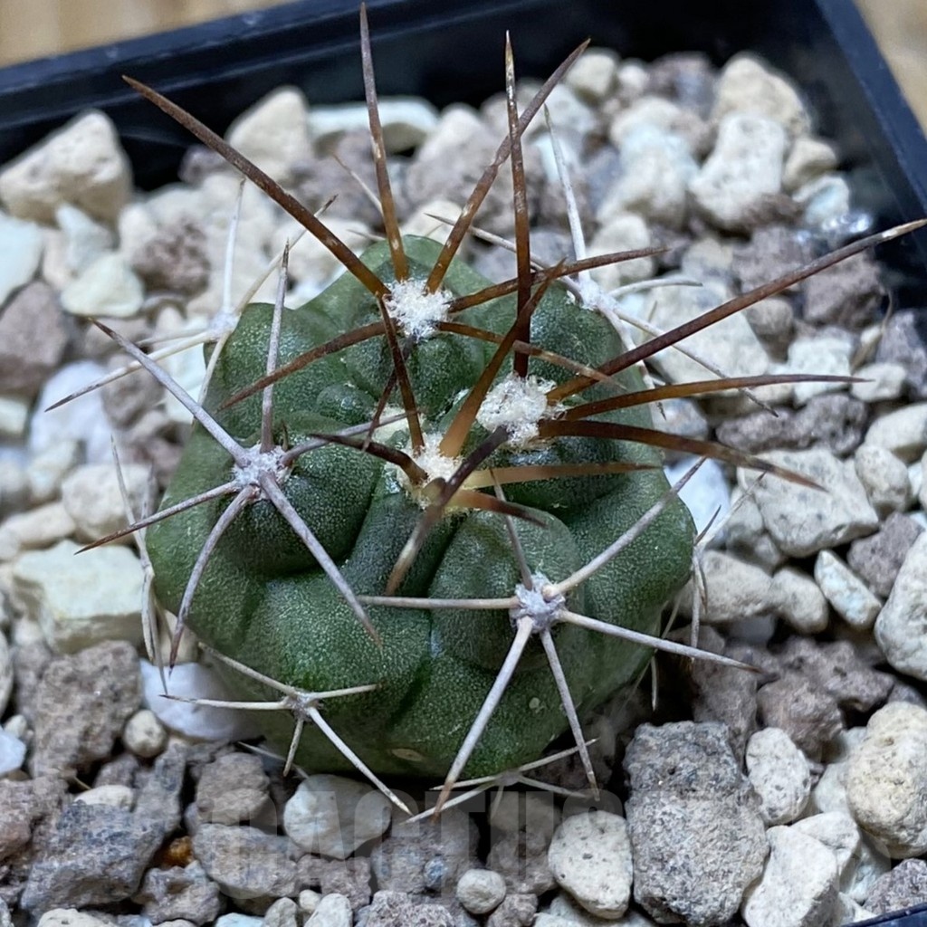 SH20801 Copiapoa coquimbana v. baderi GCG 15014