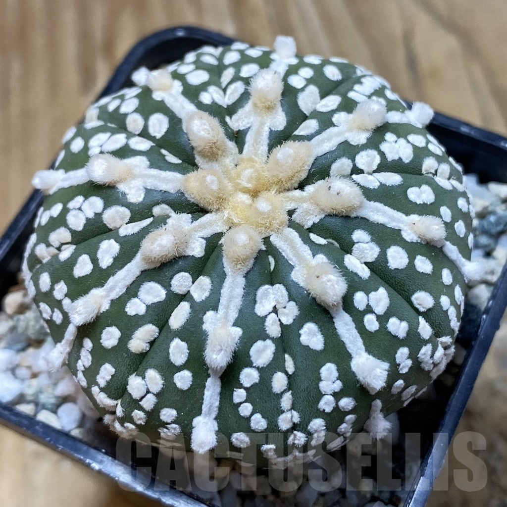 SH20854 Astrophytum asterias ‘Super Kabuto’ hybrid