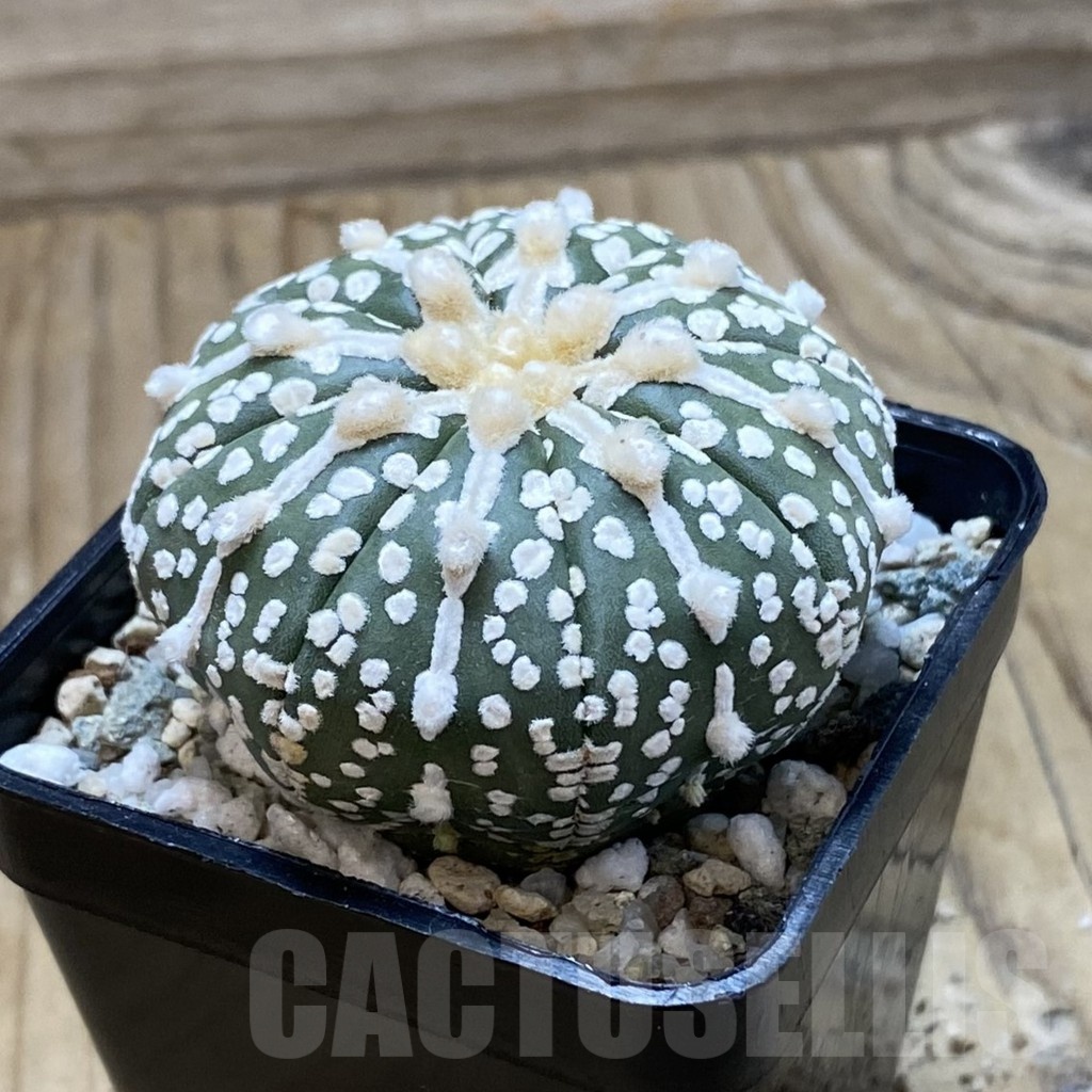SH20854 Astrophytum asterias ‘Super Kabuto’ hybrid - Image 2