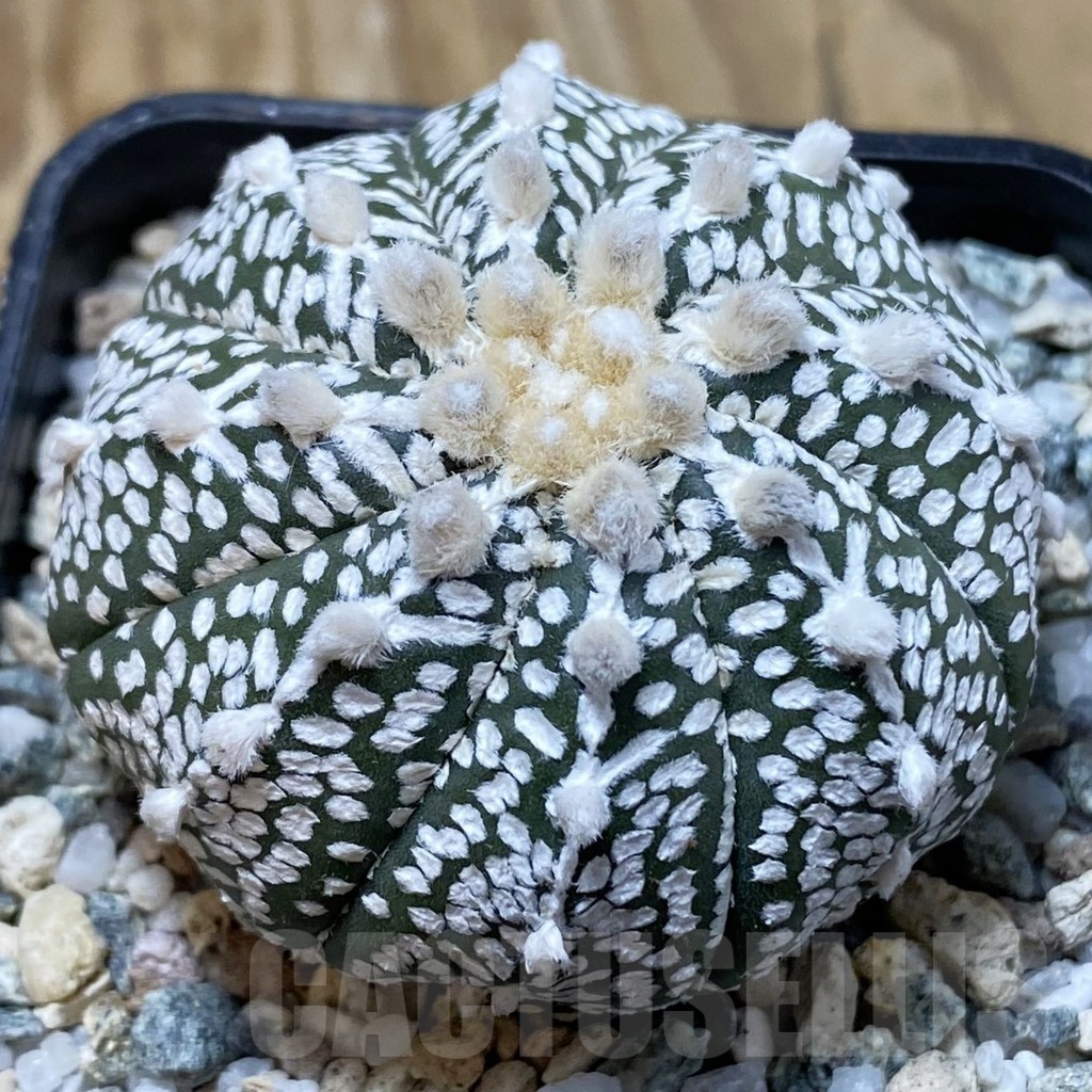 SH20855 Astrophytum asterias ‘Super Kabuto’ V-type