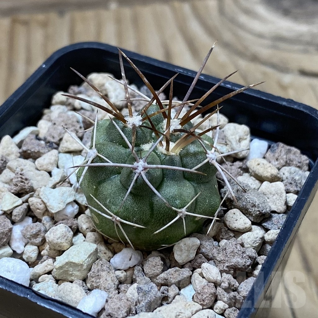SH20801 Copiapoa coquimbana v. baderi GCG 15014 - Image 2