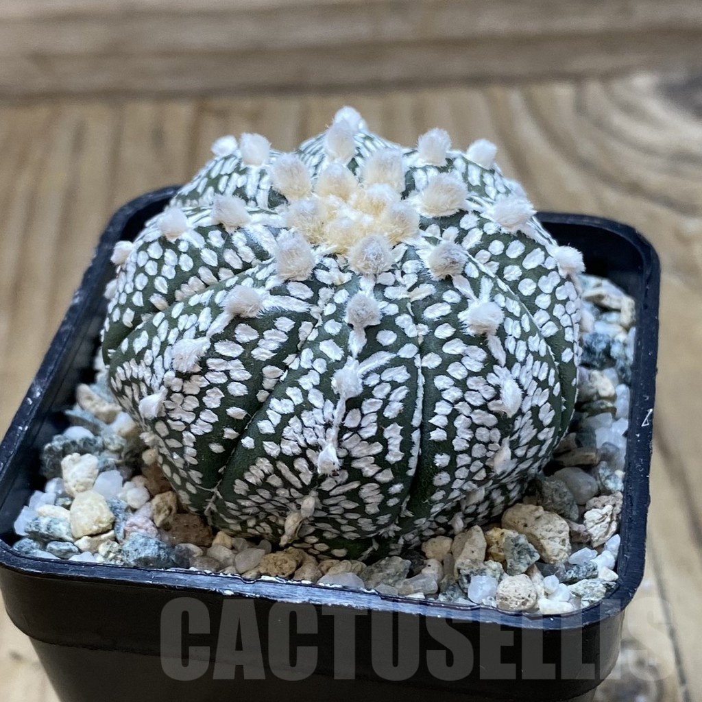 SH20855 Astrophytum asterias ‘Super Kabuto’ V-type - Image 2