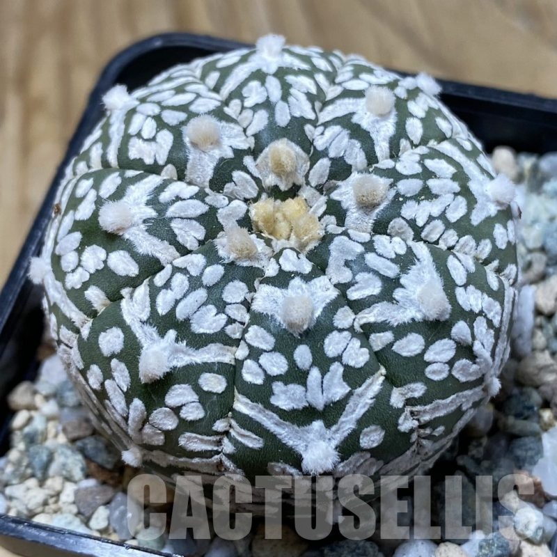SH20856 Astrophytum asterias ‘Super Kabuto’ V-type