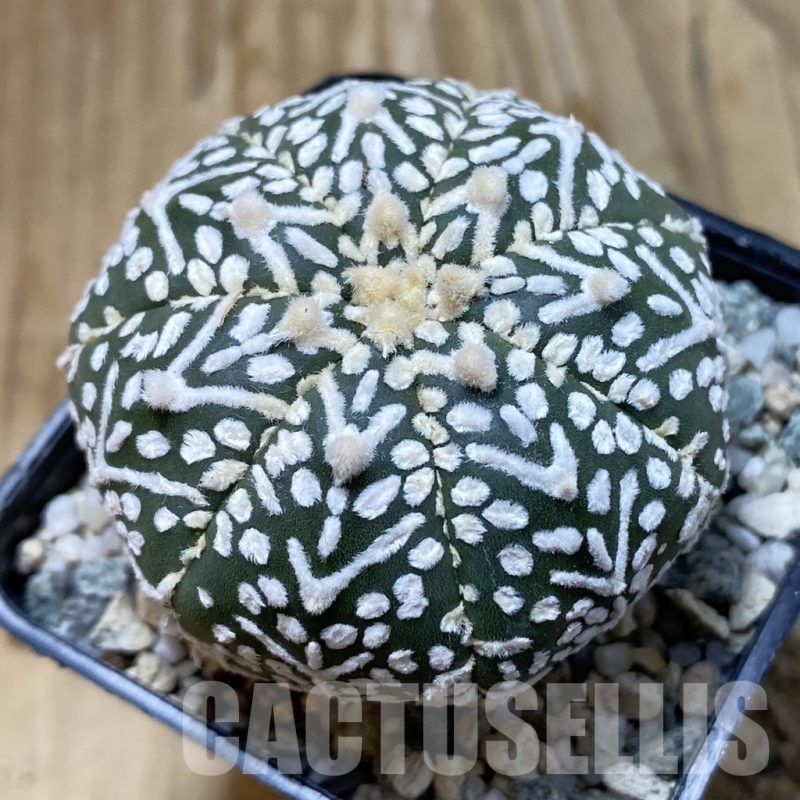 SH20857 Astrophytum asterias ‘Super Kabuto’ V-type