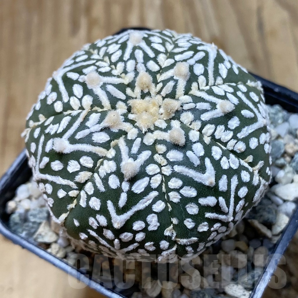 SH20857 Astrophytum asterias ‘Super Kabuto’ V-type
