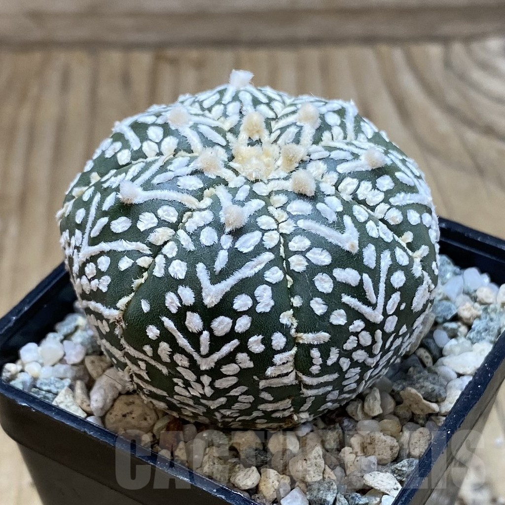 SH20857 Astrophytum asterias ‘Super Kabuto’ V-type - Image 2