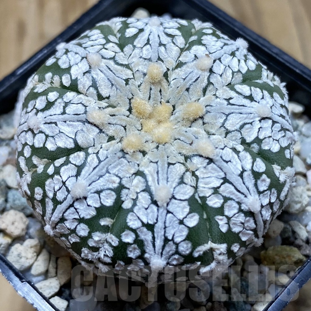 SH20858 Astrophytum asterias ‘Super Kabuto’ V-type