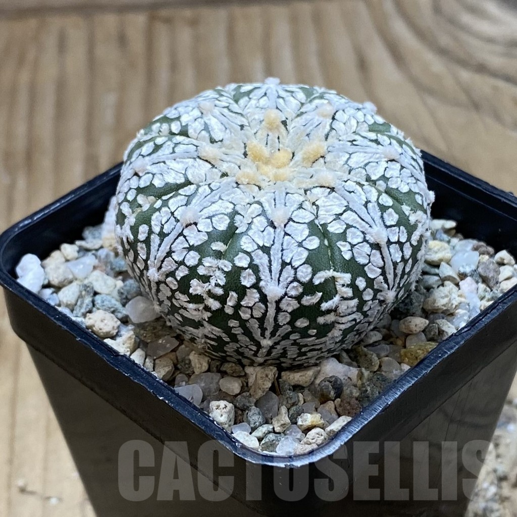 SH20858 Astrophytum asterias ‘Super Kabuto’ V-type - Зображення 2