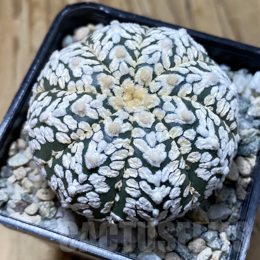 SH20859 Astrophytum asterias ‘Super Kabuto’ V-type