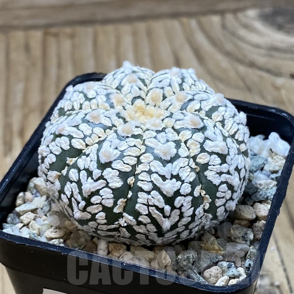 SH20859 Astrophytum asterias ‘Super Kabuto’ V-type - immagine 2