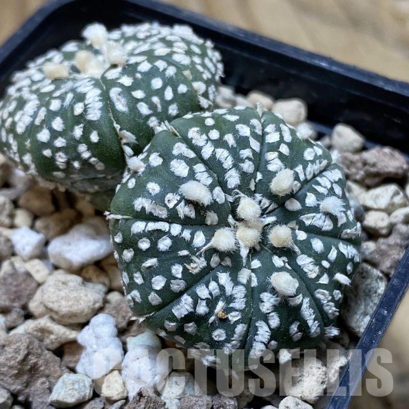 SH20860 Astrophytum asterias ‘Super Kabuto’ hybrid