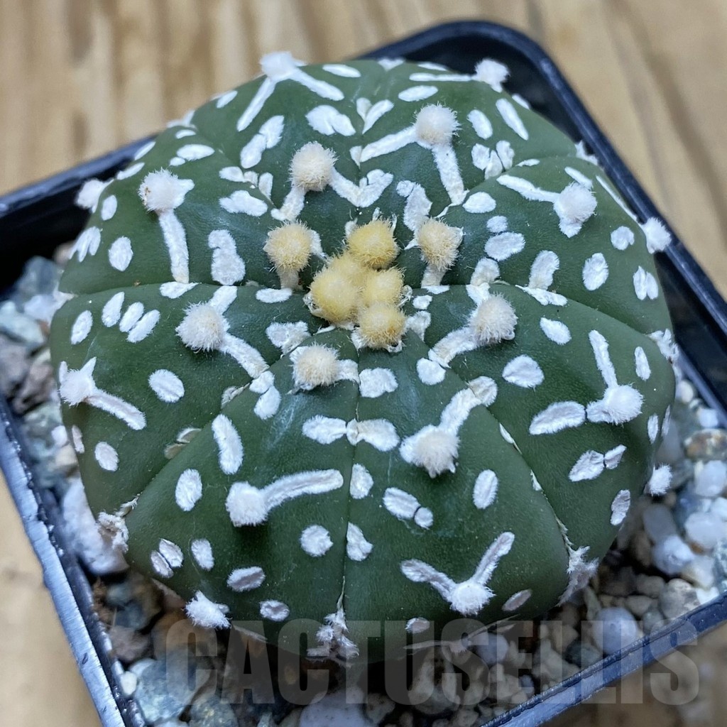 SH20861 Astrophytum asterias ‘Super Kabuto’ V-type f. nudum