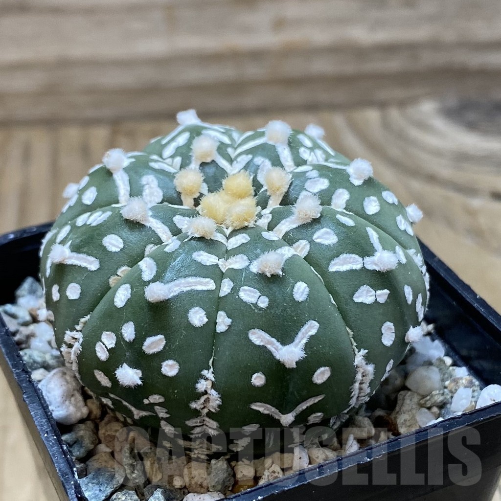 SH20861 Astrophytum asterias ‘Super Kabuto’ V-type f. nudum - Image 2