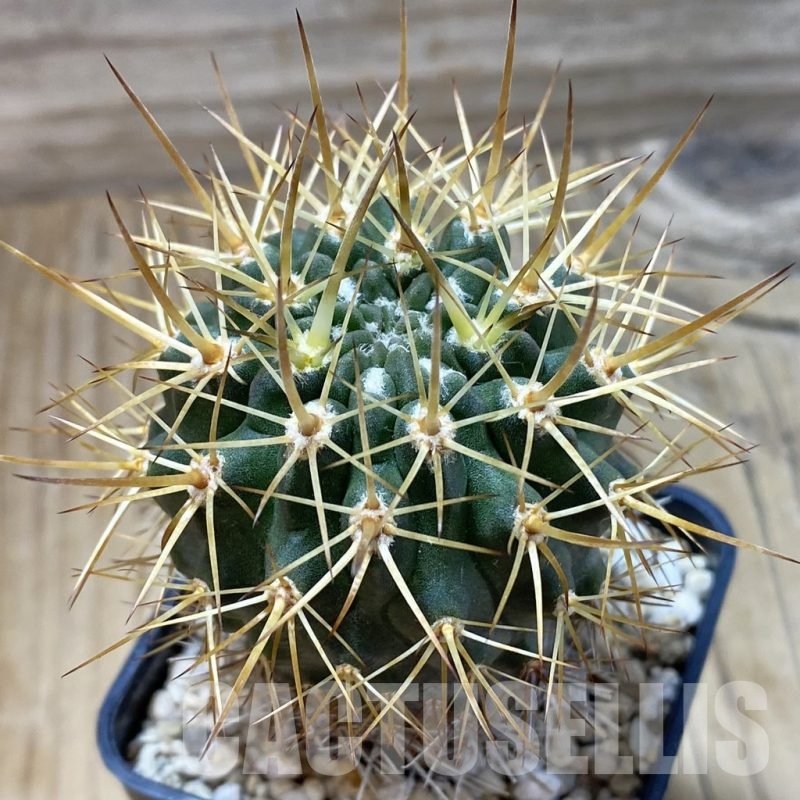 SH20796 Eriosyce curvispina, seedling