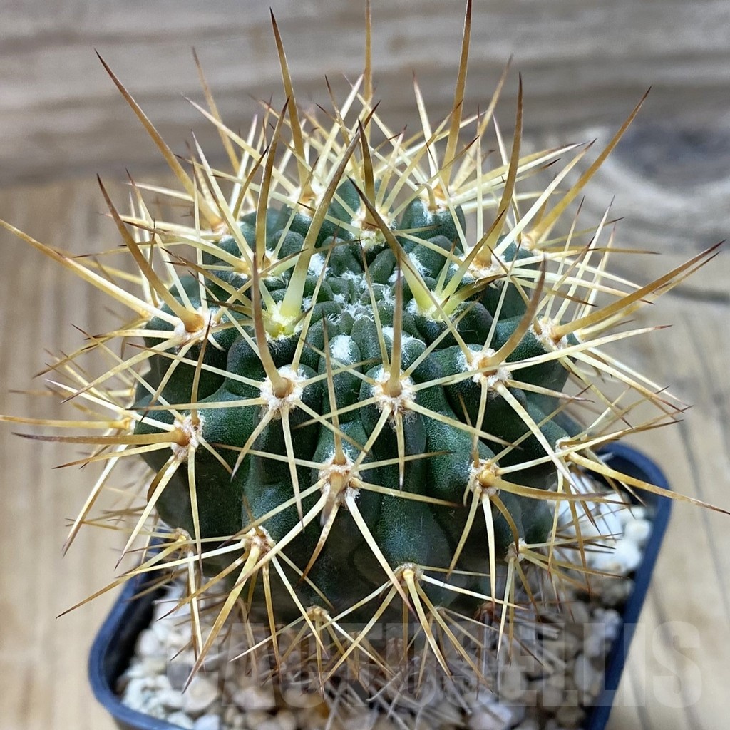 SH20796 Eriosyce curvispina, seedling