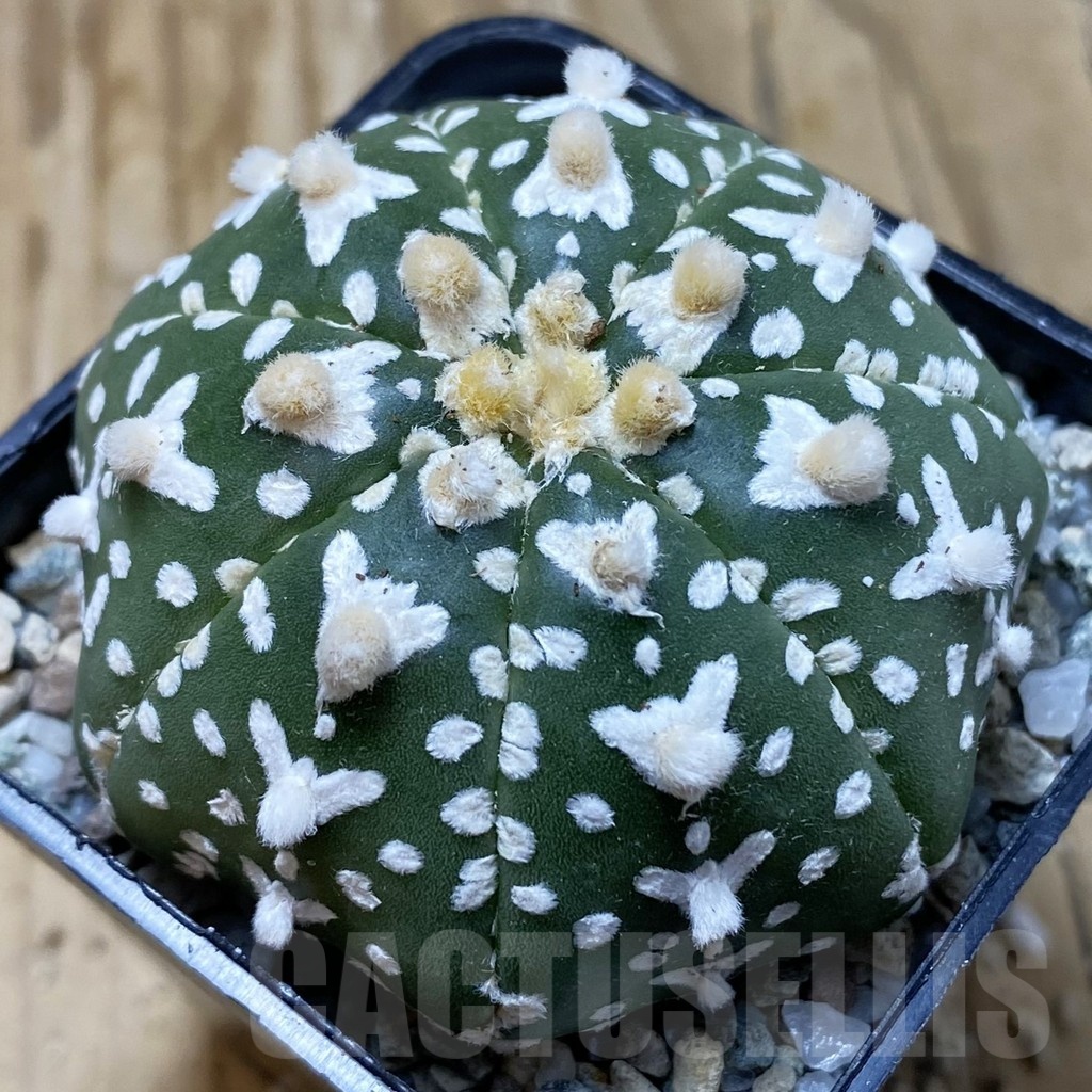 SH20862 Astrophytum asterias ‘Super Kabuto’ V-type f. nudum