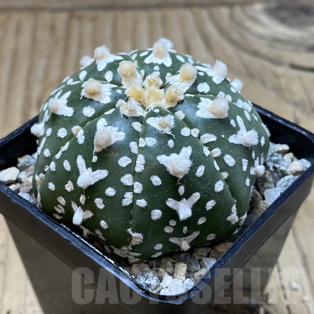 SH20862 Astrophytum asterias ‘Super Kabuto’ V-type f. nudum - Image 2