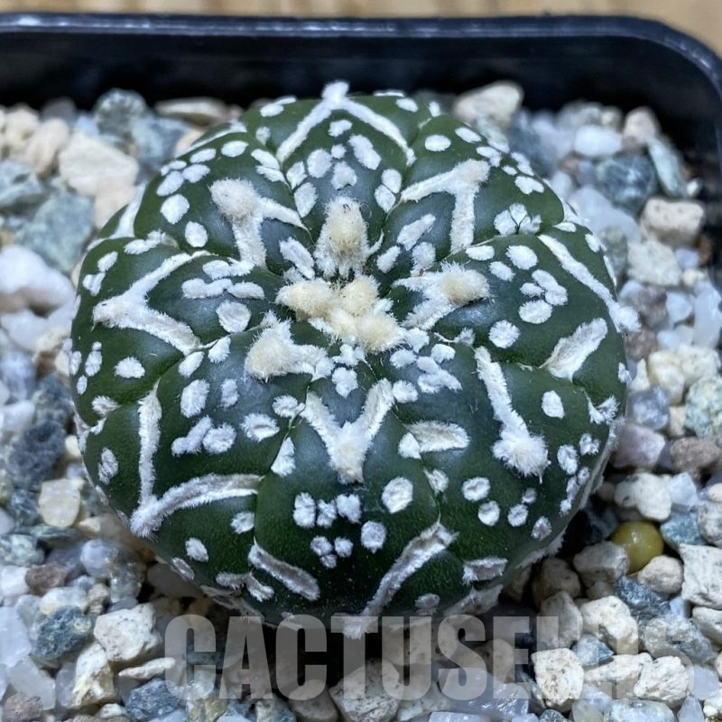 SH20863 Astrophytum asterias ‘Super Kabuto’ V-type f. nudum