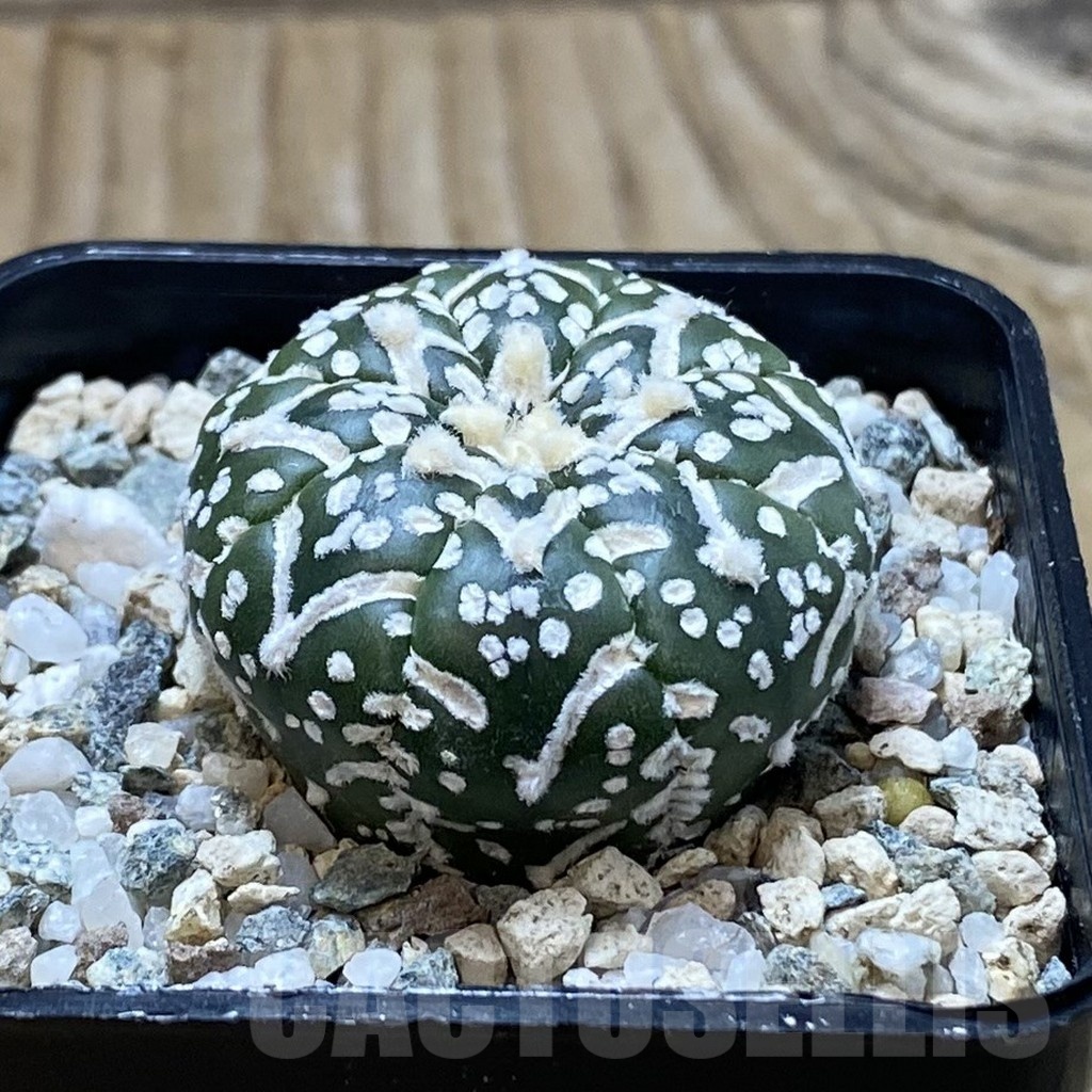 SH20863 Astrophytum asterias ‘Super Kabuto’ V-type f. nudum - 画像 (2)