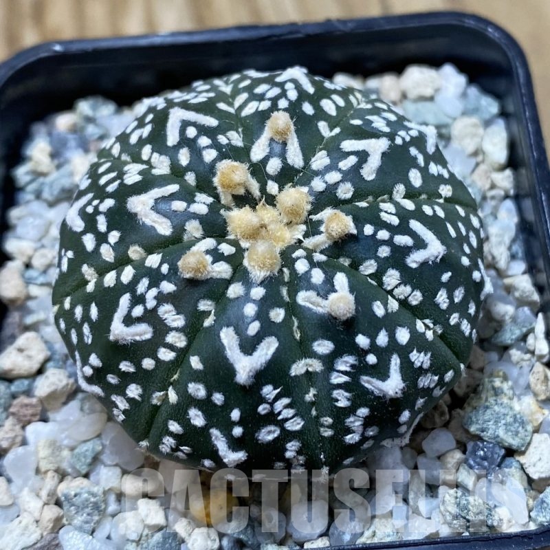 SH20864 Astrophytum asterias ‘Super Kabuto’ V-type f. nudum