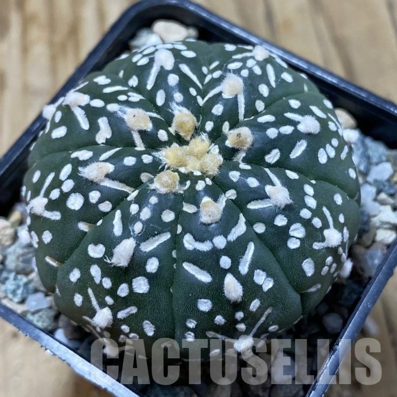 SH20865 Astrophytum asterias ‘Super Kabuto’ V-type f. nudum