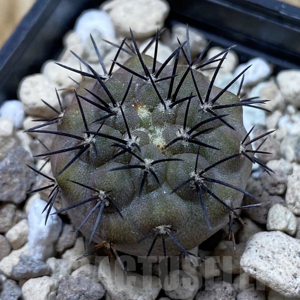 SH20803 Copiapoa longistaminea SL 23-24