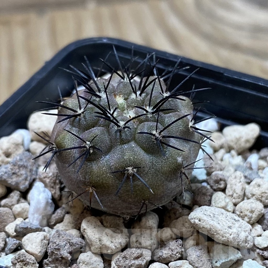 SH20803 Copiapoa longistaminea SL 23-24 - Obrázek 2