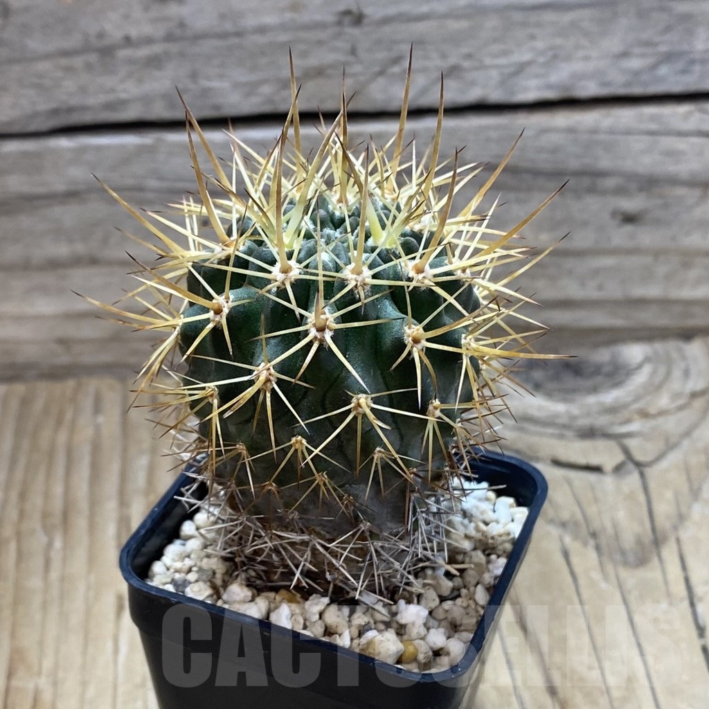 SH20796 Eriosyce curvispina, seedling - Зображення 2