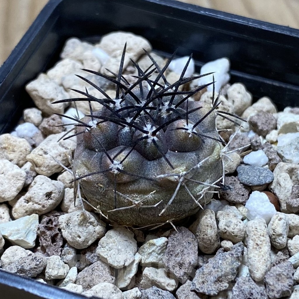 SH20805 Copiapoa griseoviolacea ASK 582, seedling - Image 2