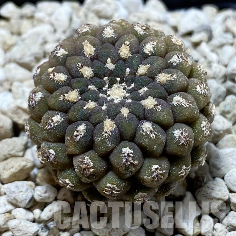 SH20806 Thelocephala krausii