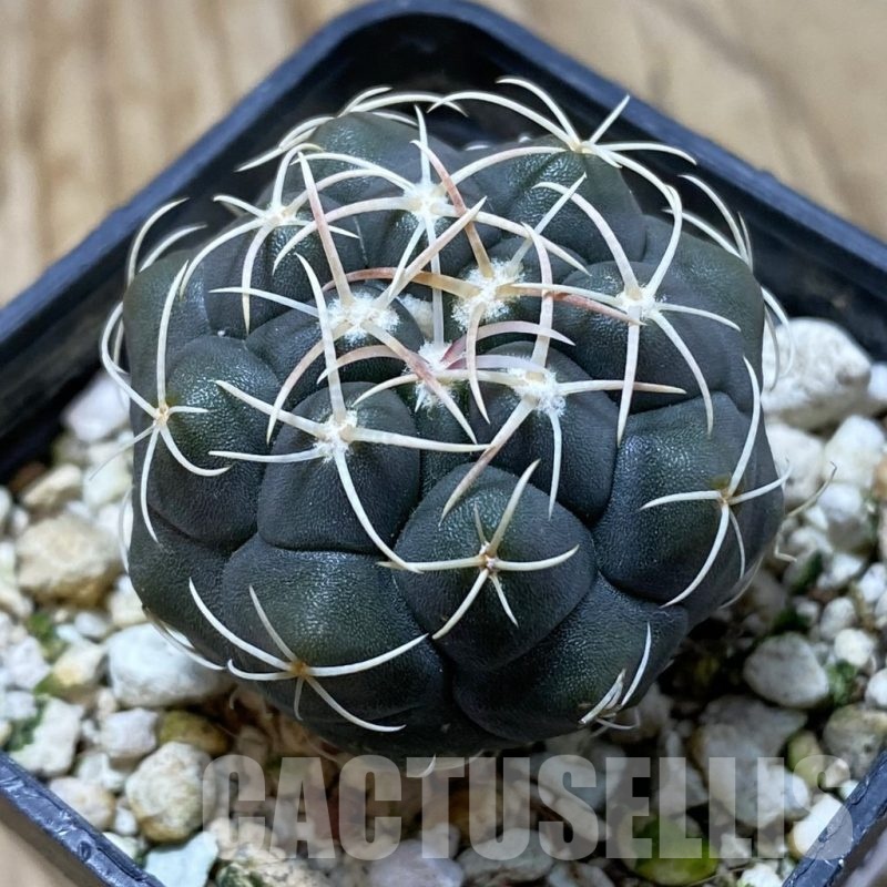 SH20808 Thelocactus hexaedrophorus -Rio Verde- 1100m