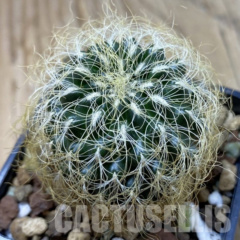 SH20812 Sulcorebutia patriciae