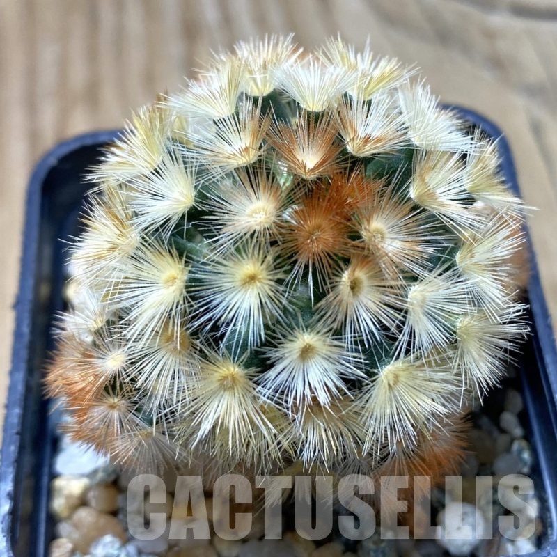 SH20814 Mammillaria carmenae ‘Buddha’ hybrid, seedling